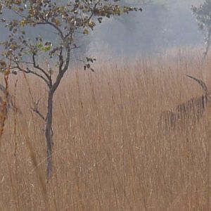 Zambia Wildlife Sable Antelope