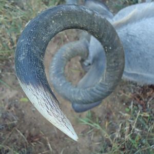 Kudu Hunt in Zimbabwe