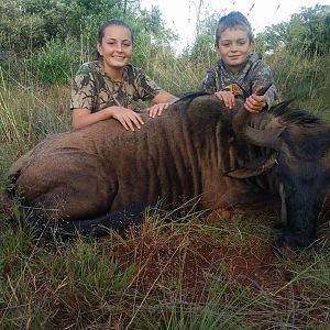 Blue Wildebeest Cull Hunting in South Africa