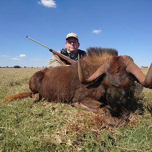 Cull Hunting South Africa Black Wildebeest