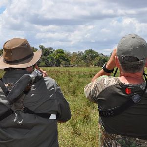 Glassing a big herd of buffalo
