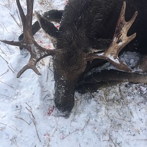 Moose Hunting