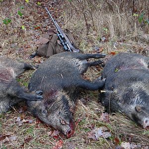 Boar Hunting