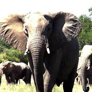 Hunting with Martin Pieters Safaris