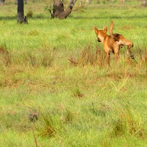 Dingo Australia