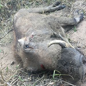 Warthog Hunt Zimbabwe