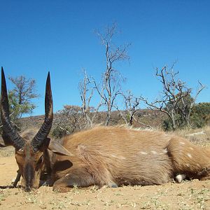 South Africa Bow Hunting Bushbuck