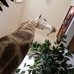 Giraffe Shoulder Mount Taxidermy