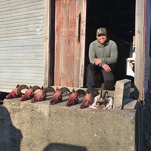 New Zealand Hunt Tahr & Chamois