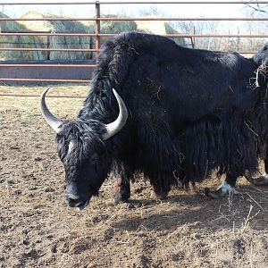 Tibetan Yak