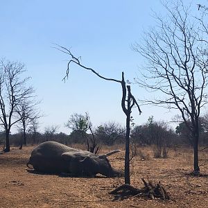 Zimbabwe Hunting Elephant