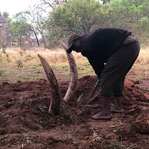 Burying the elephant head to rot out the tusks