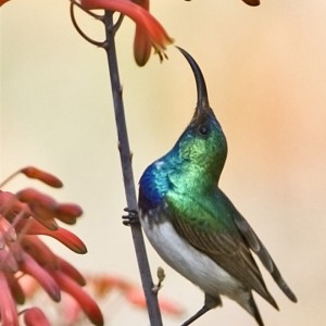 Bird South Africa