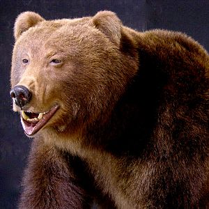 Brown Bear Full Mount Taxidermy