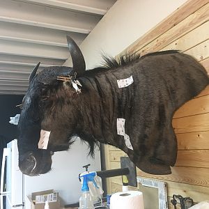 Blue WIldebeest Shoulder Mount Pedestal Taxidermy Process