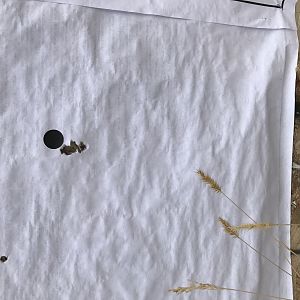 Zastava in .375 Grouping