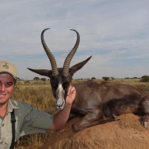 Hunting Black Springbok
