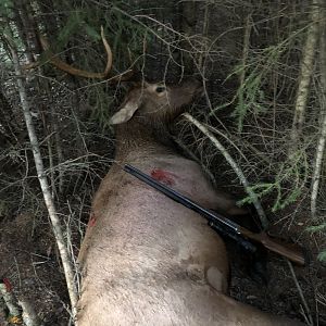 Manitoban subspecies bull Elk Hunting Canada