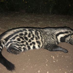 Civet Hunt South Africa
