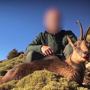 Hunting Chamois