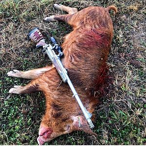 Ginger Cane Boar