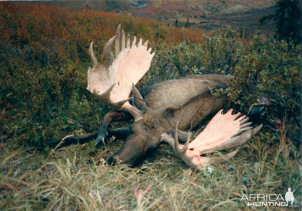 Alaska Yulon Moose Hunt