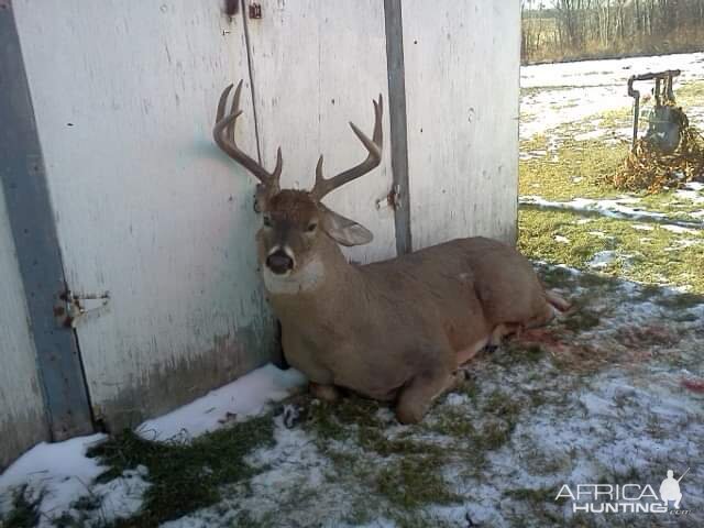 Alberta Whitetail