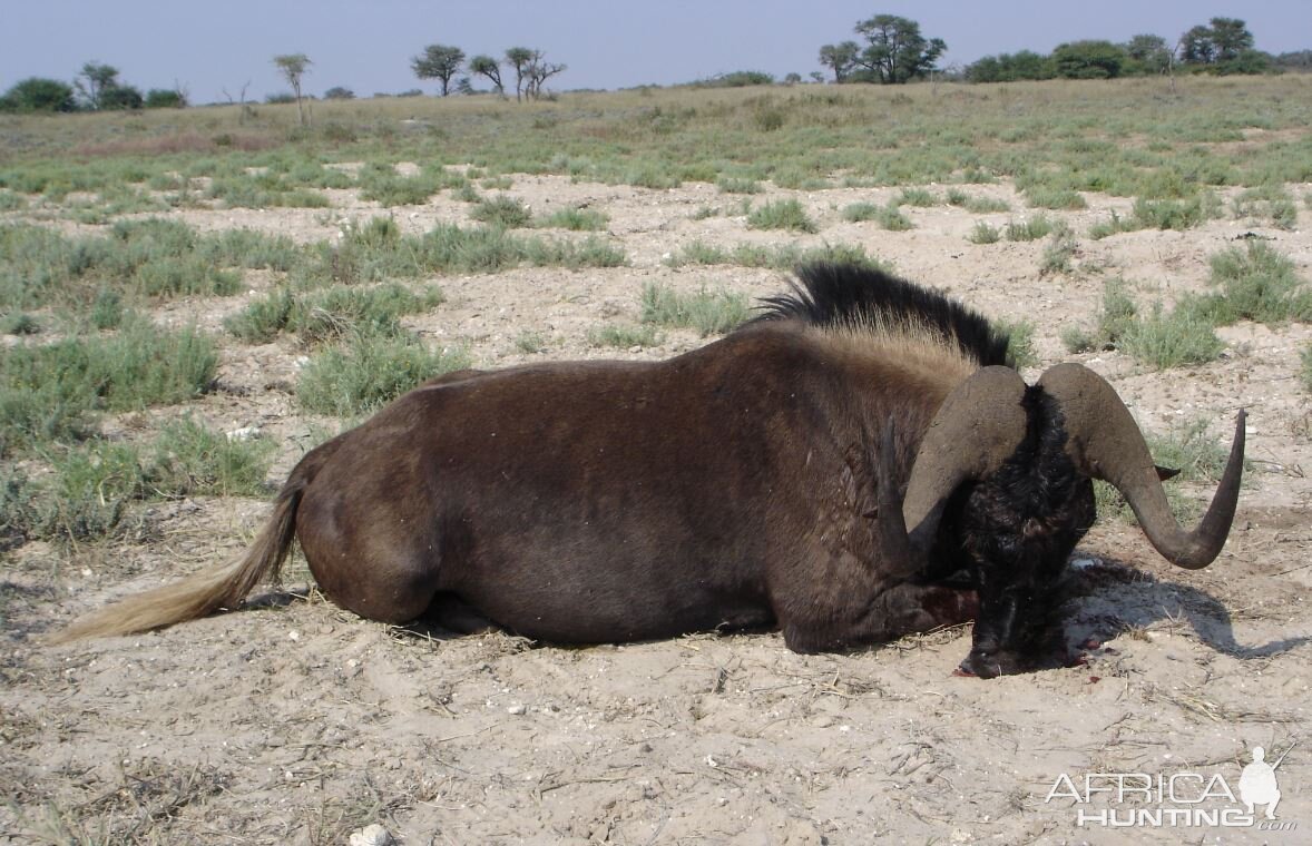Black Wildebeest Hunt Kalahari South Africa