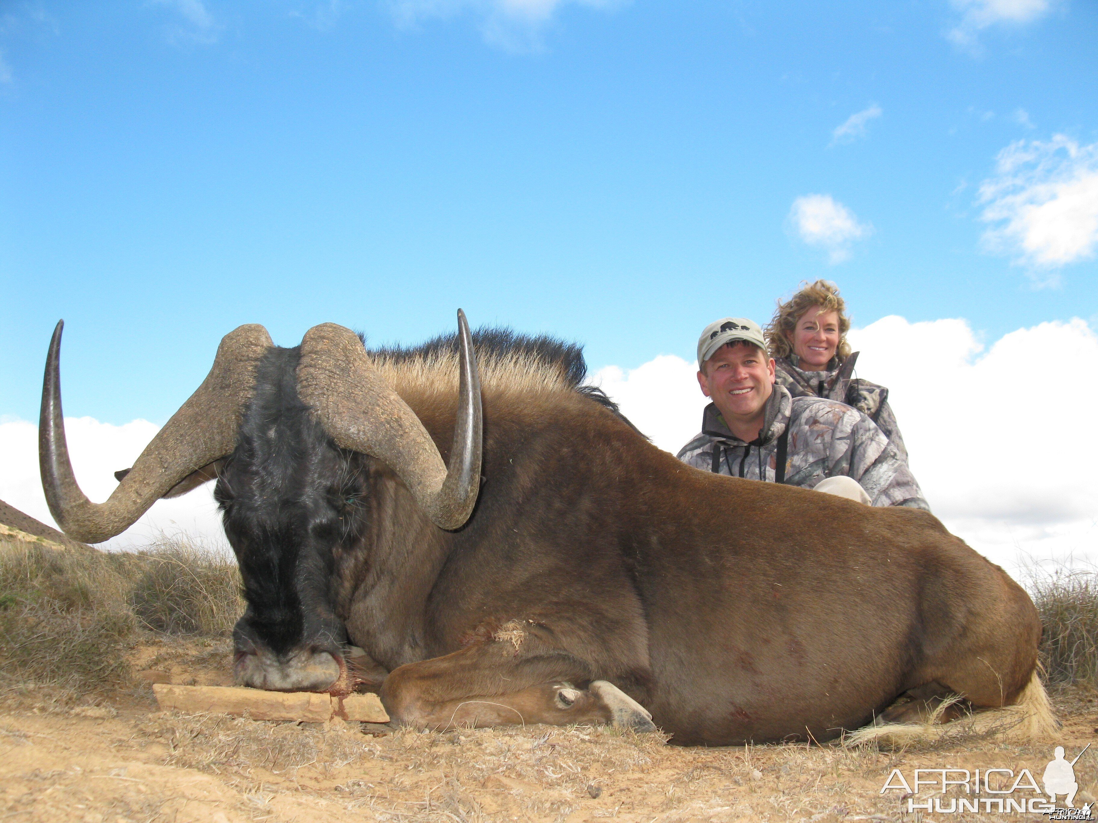 Black Wildebeest hunted with Andrew Harvey Safaris