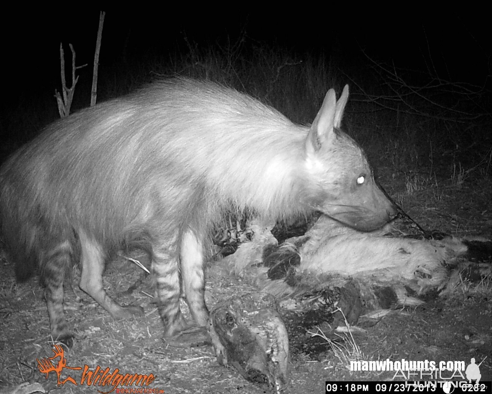 Borwn Hyena on trailcamera