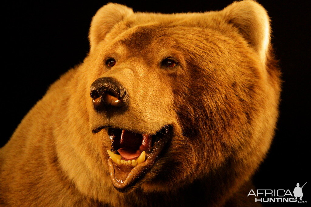 Brown Bear Full Mount Taxidermy
