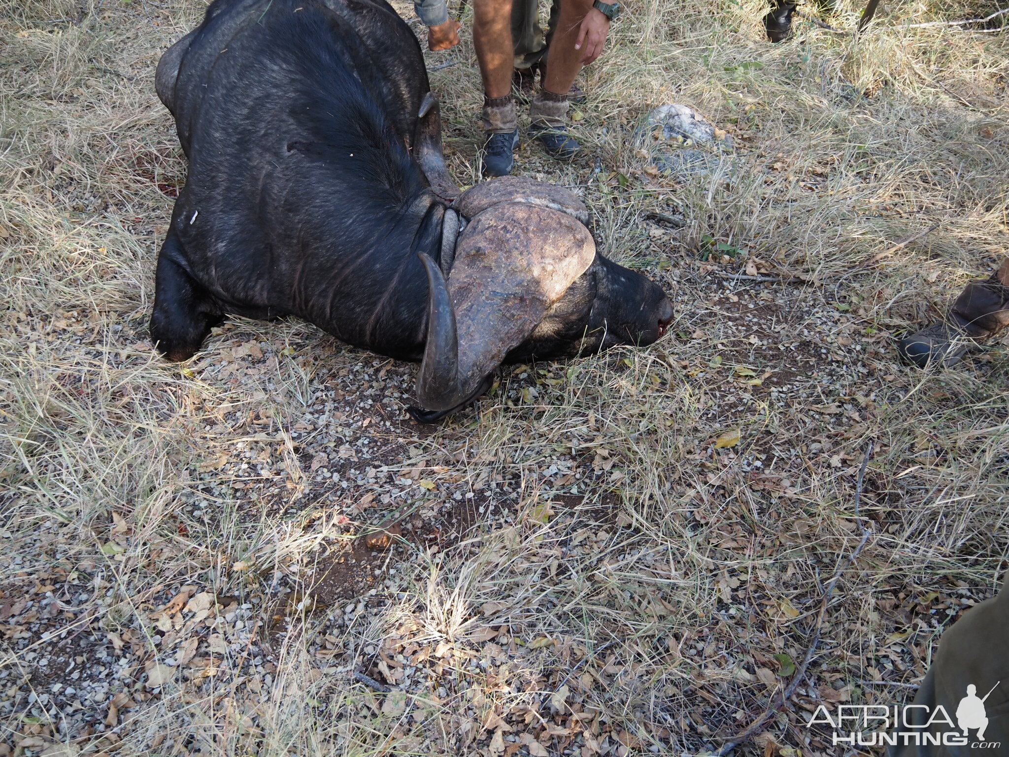 Buffalo Hunt South Africa