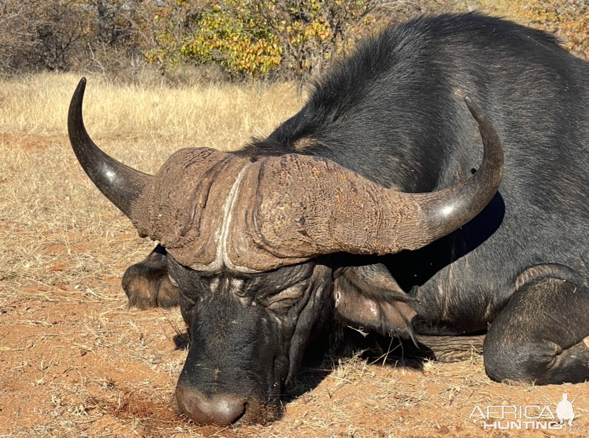 Buffalo Hunt Zimbabwe