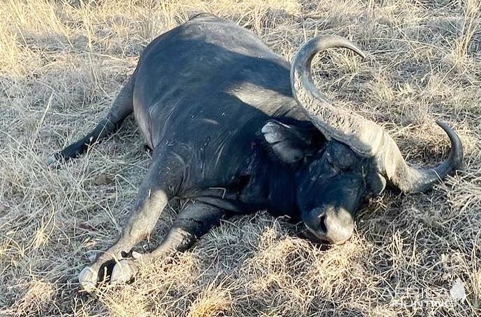 Buffalo Hunting South Africa