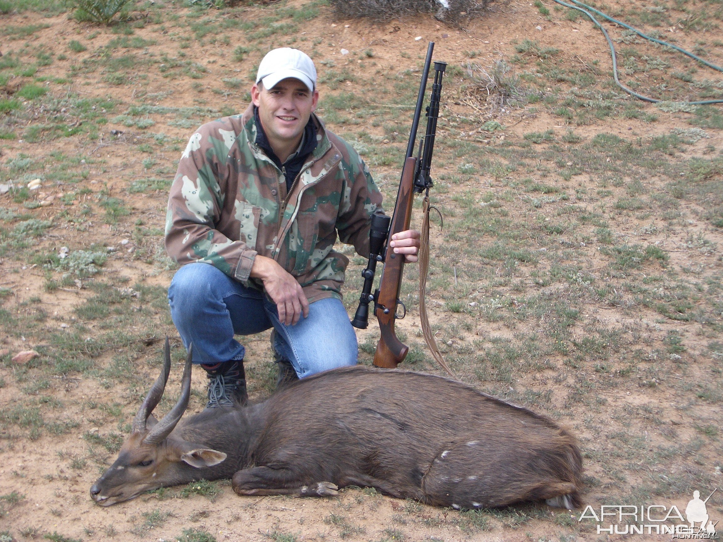 Bushbuck