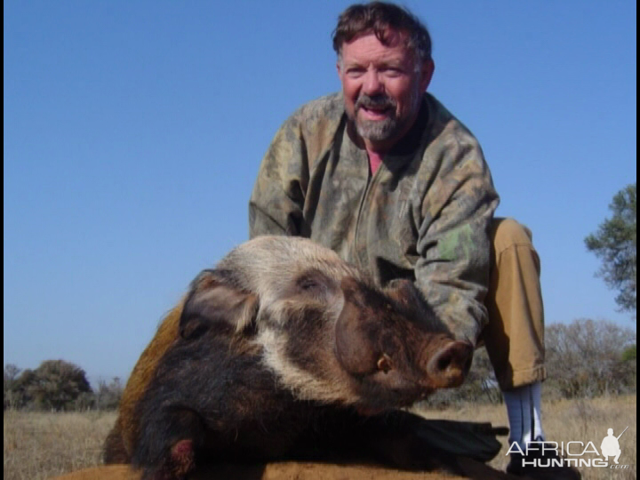 Bushpig A real challenge