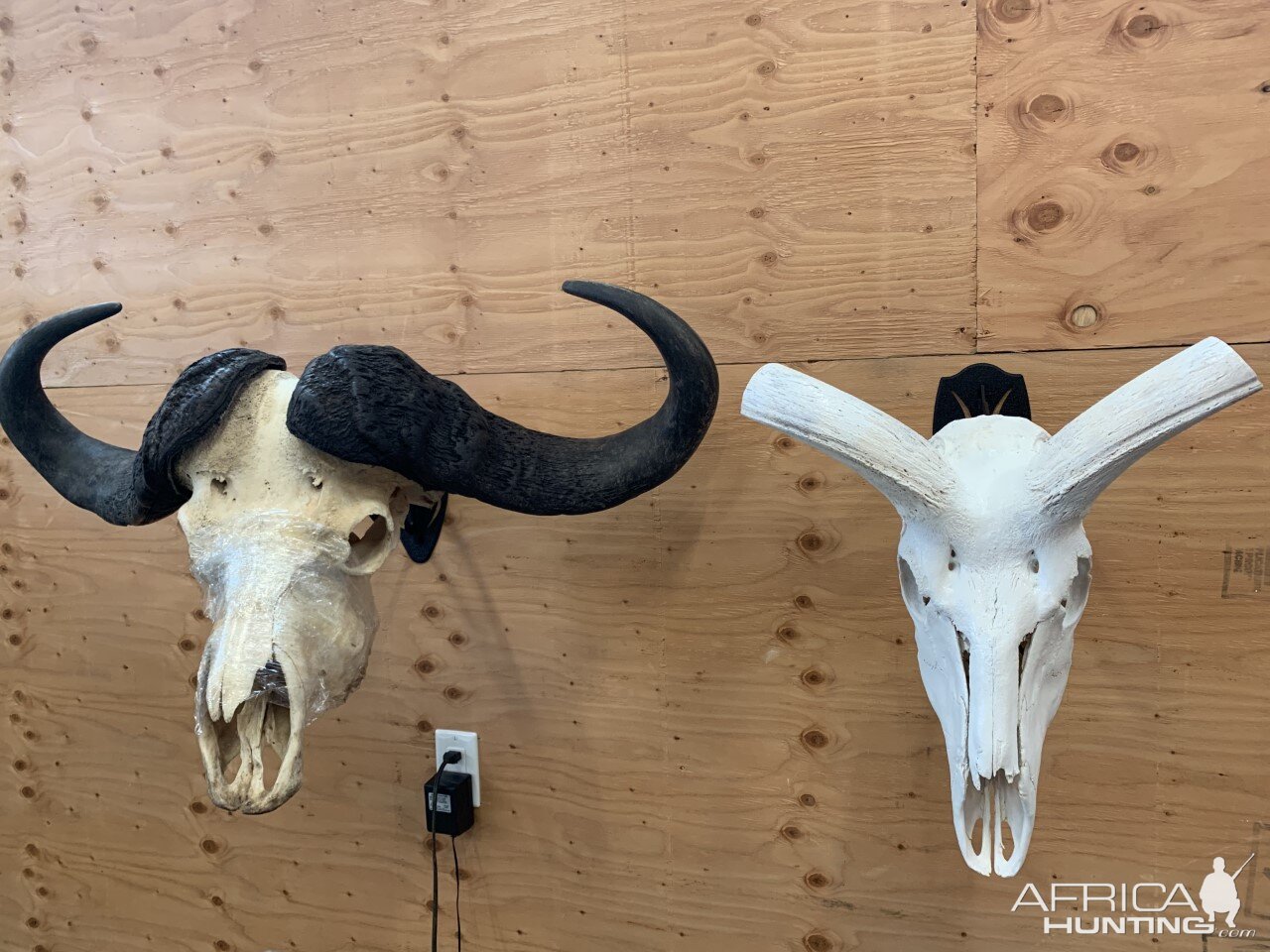 Cape Buffalo & Kudu European Skull Mount