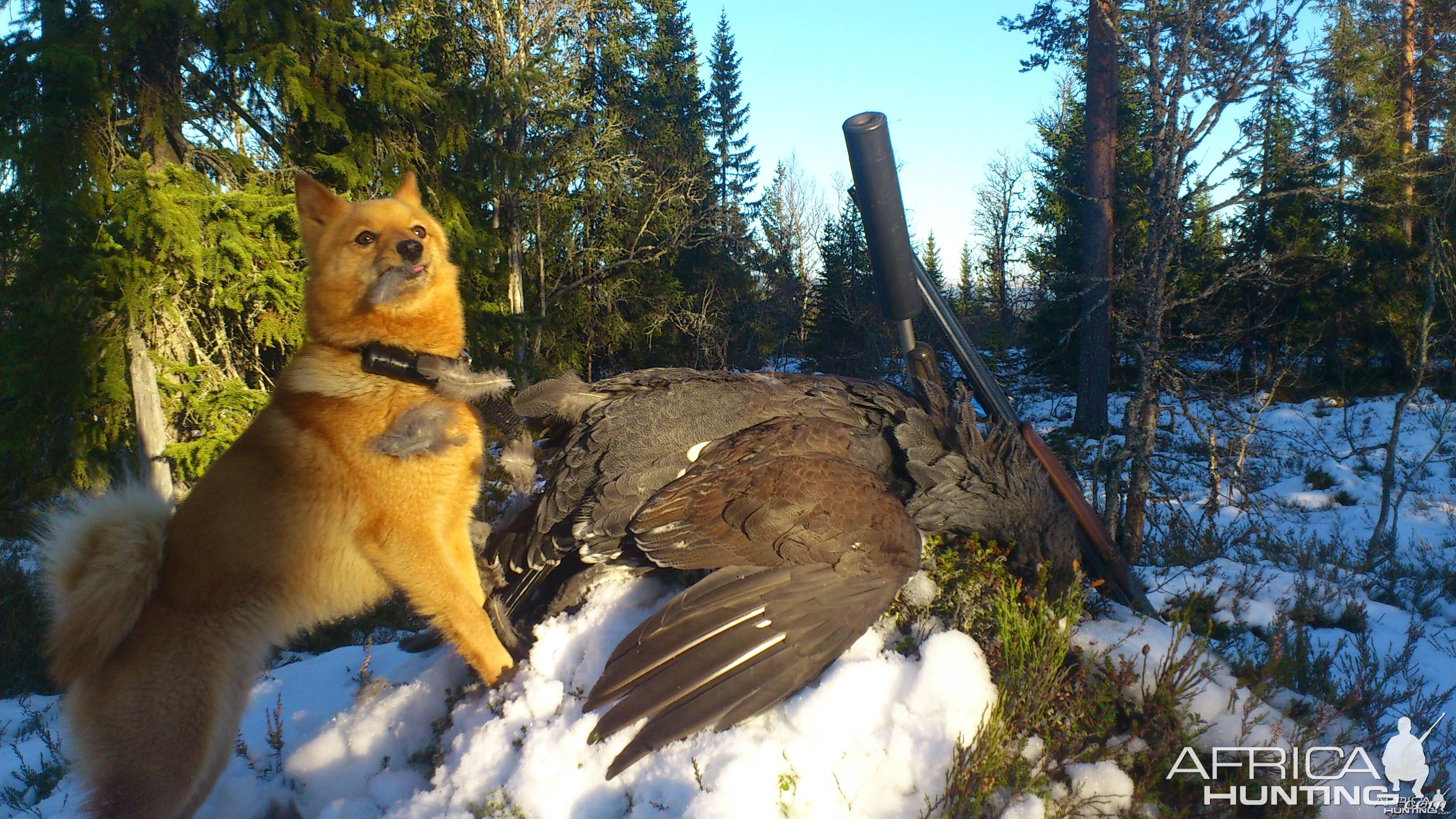 Capercaille hunting in Norway