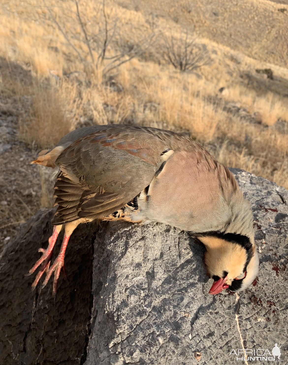 Chukar Partridge Hunt