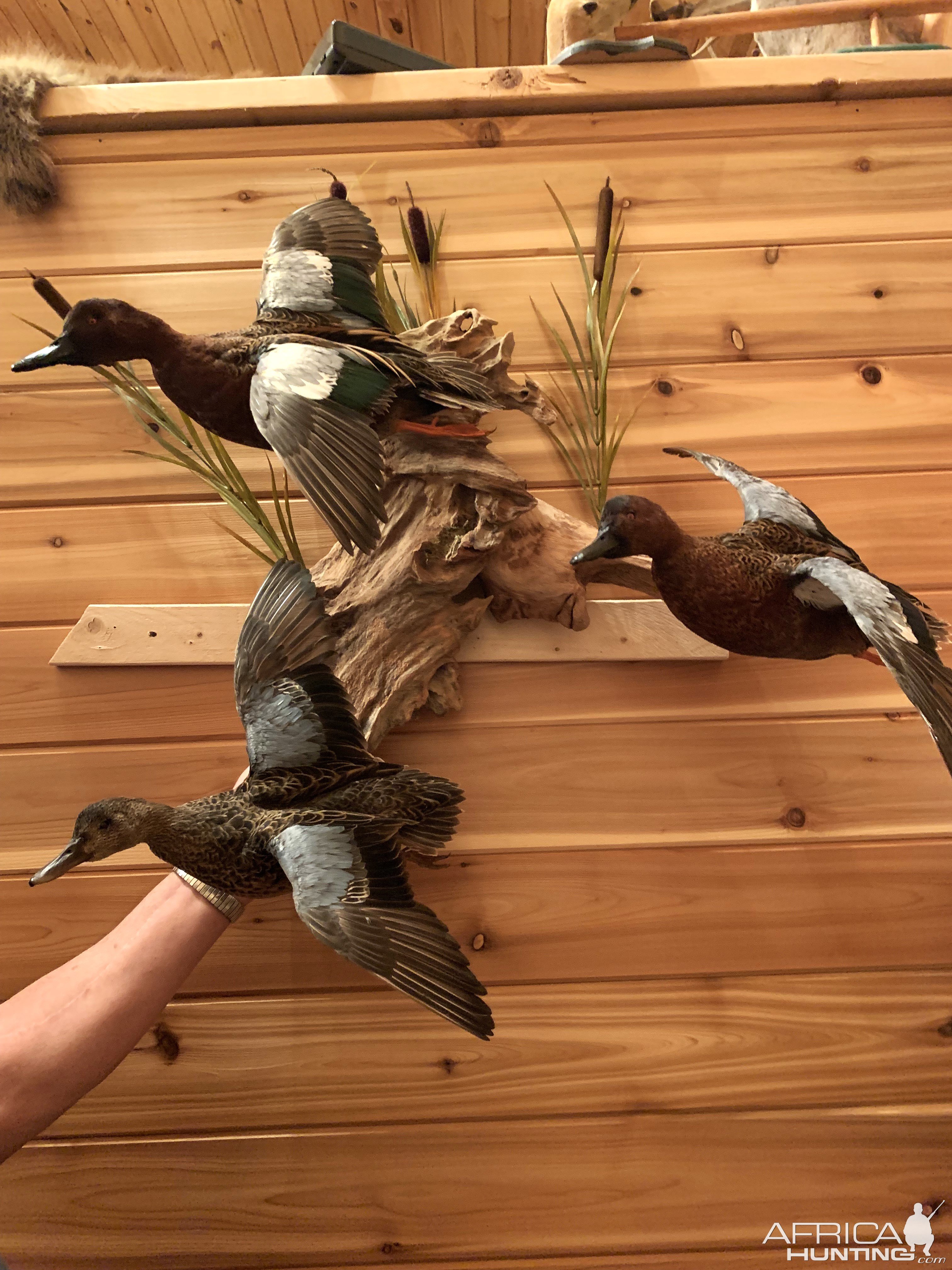 Cinnamon Teal Ducks Taxidermy