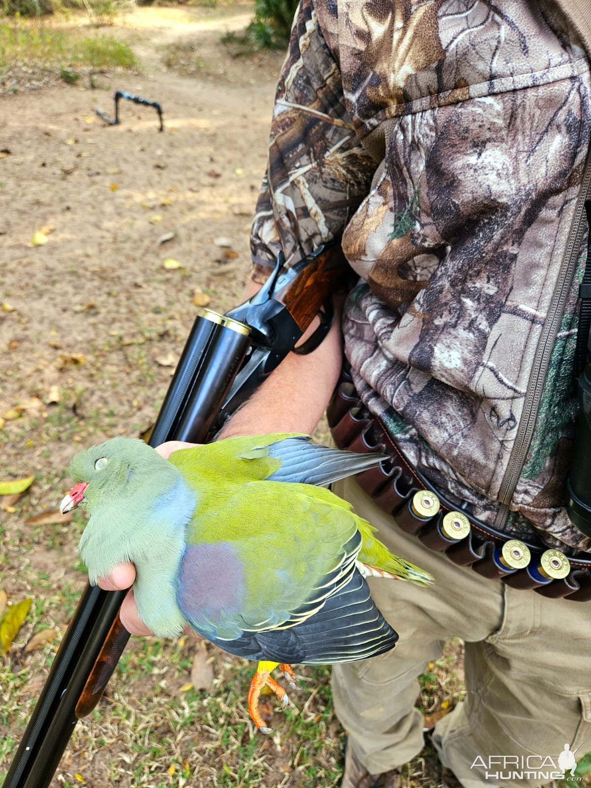 Collection bird hunt South Africa