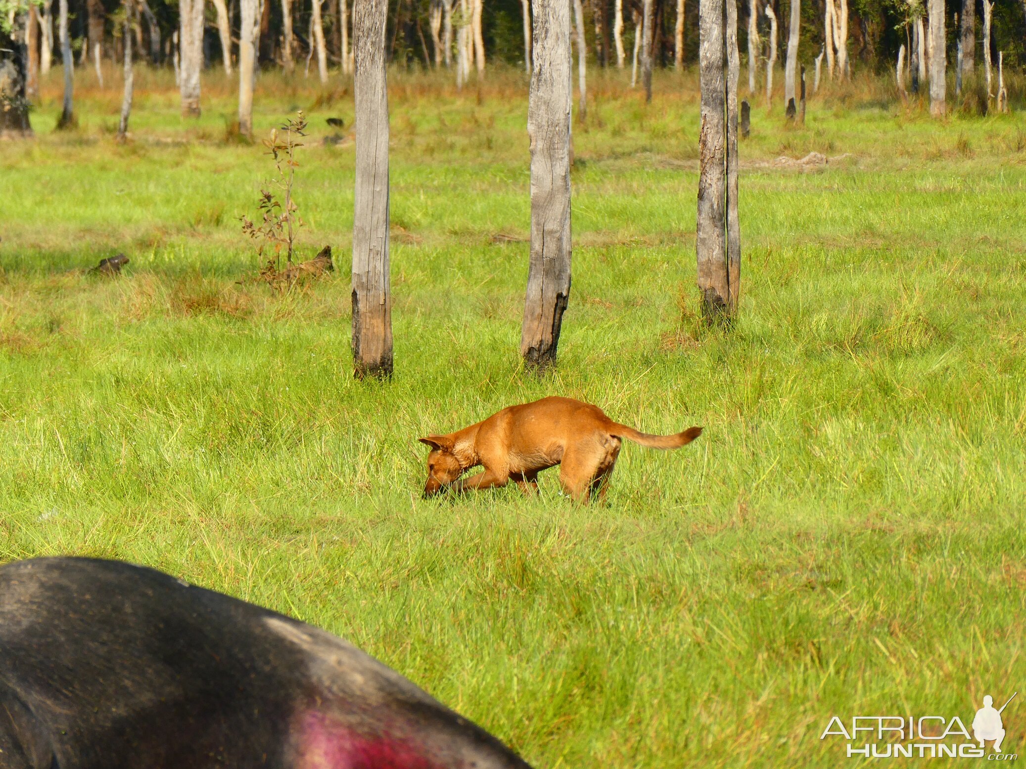 Dingo Australia