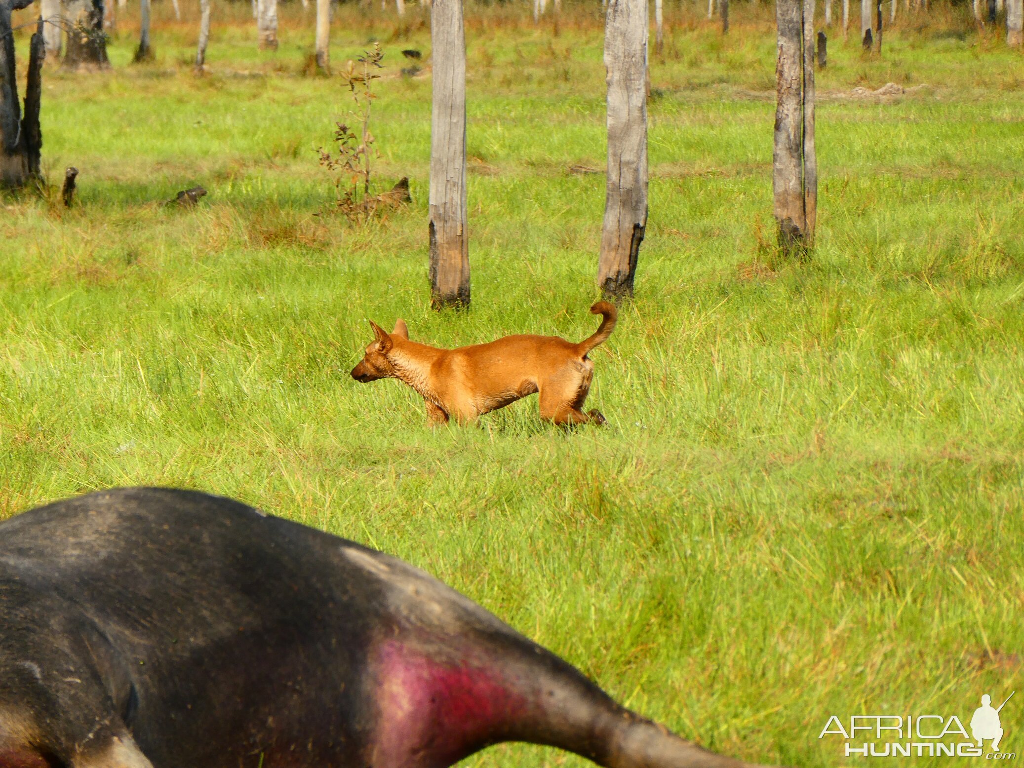 Dingo Australia