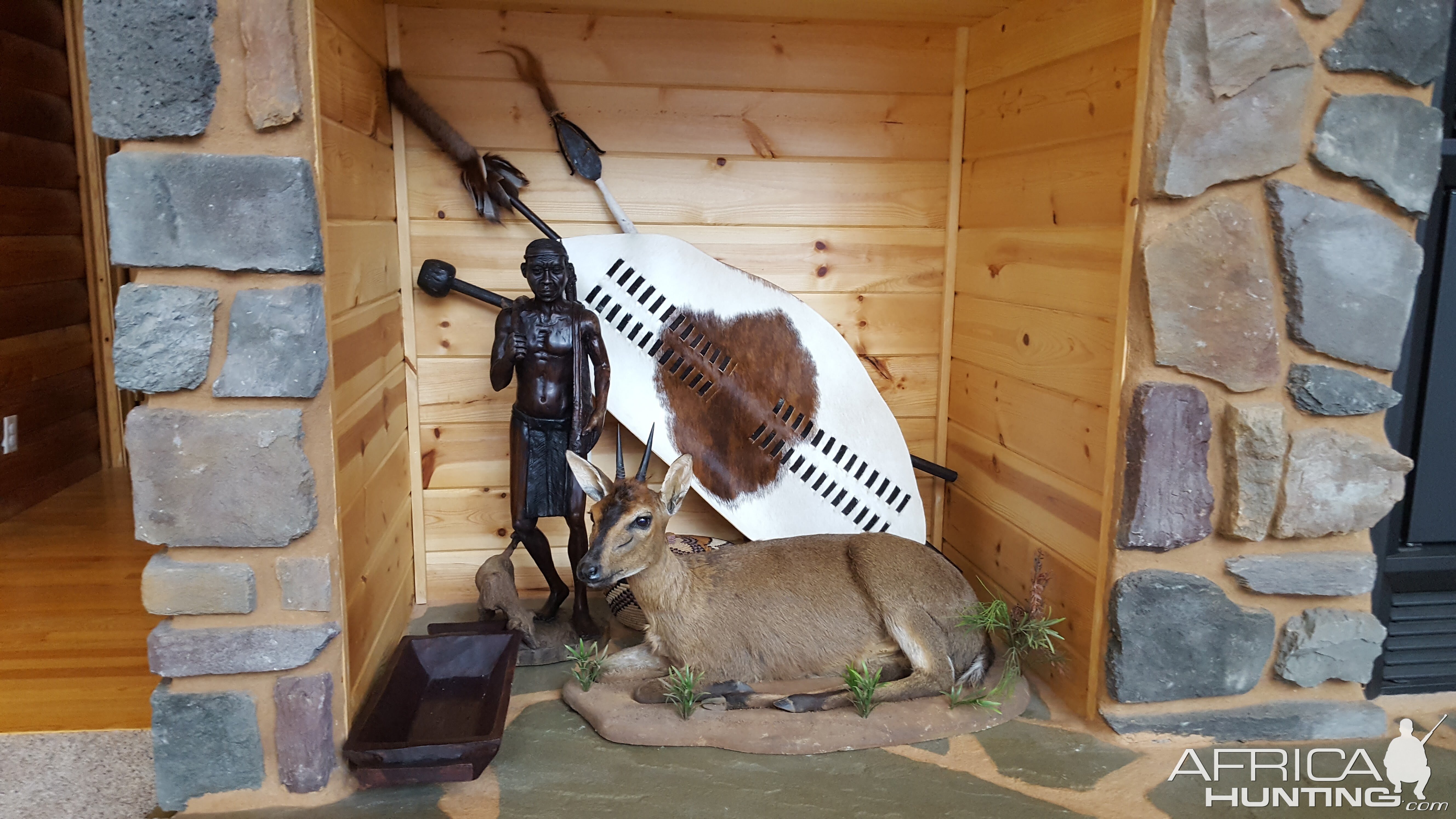 Duiker Full Mount Taxidermy