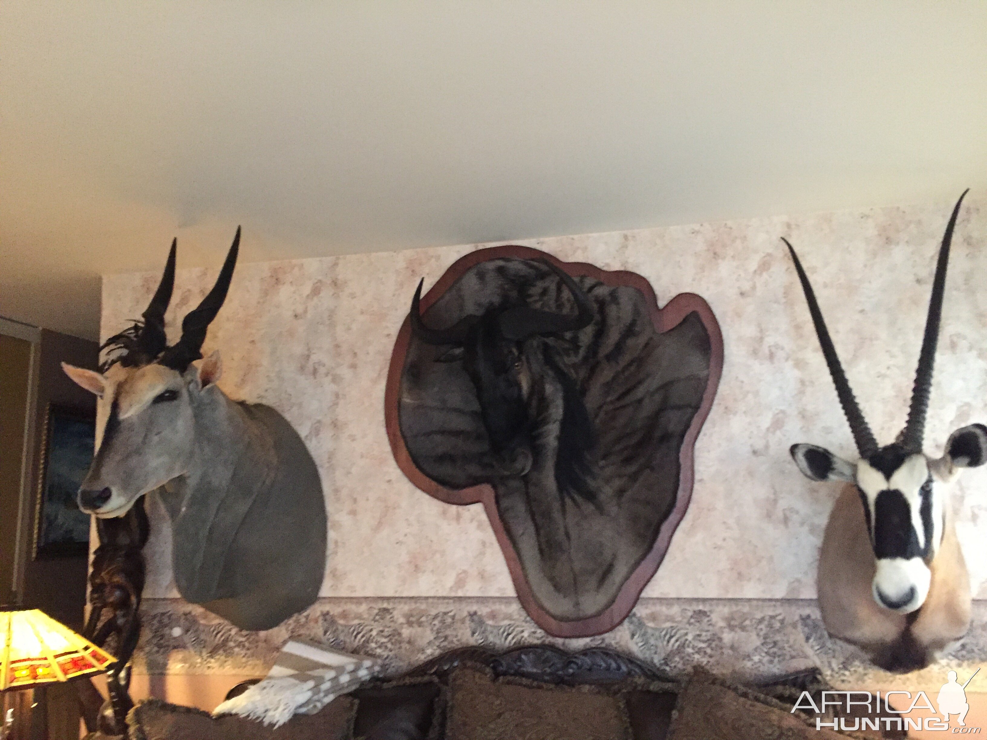 Eland & Gemsbok Shoulder Mount & Blue Wildebeest Damaske Taxidermy