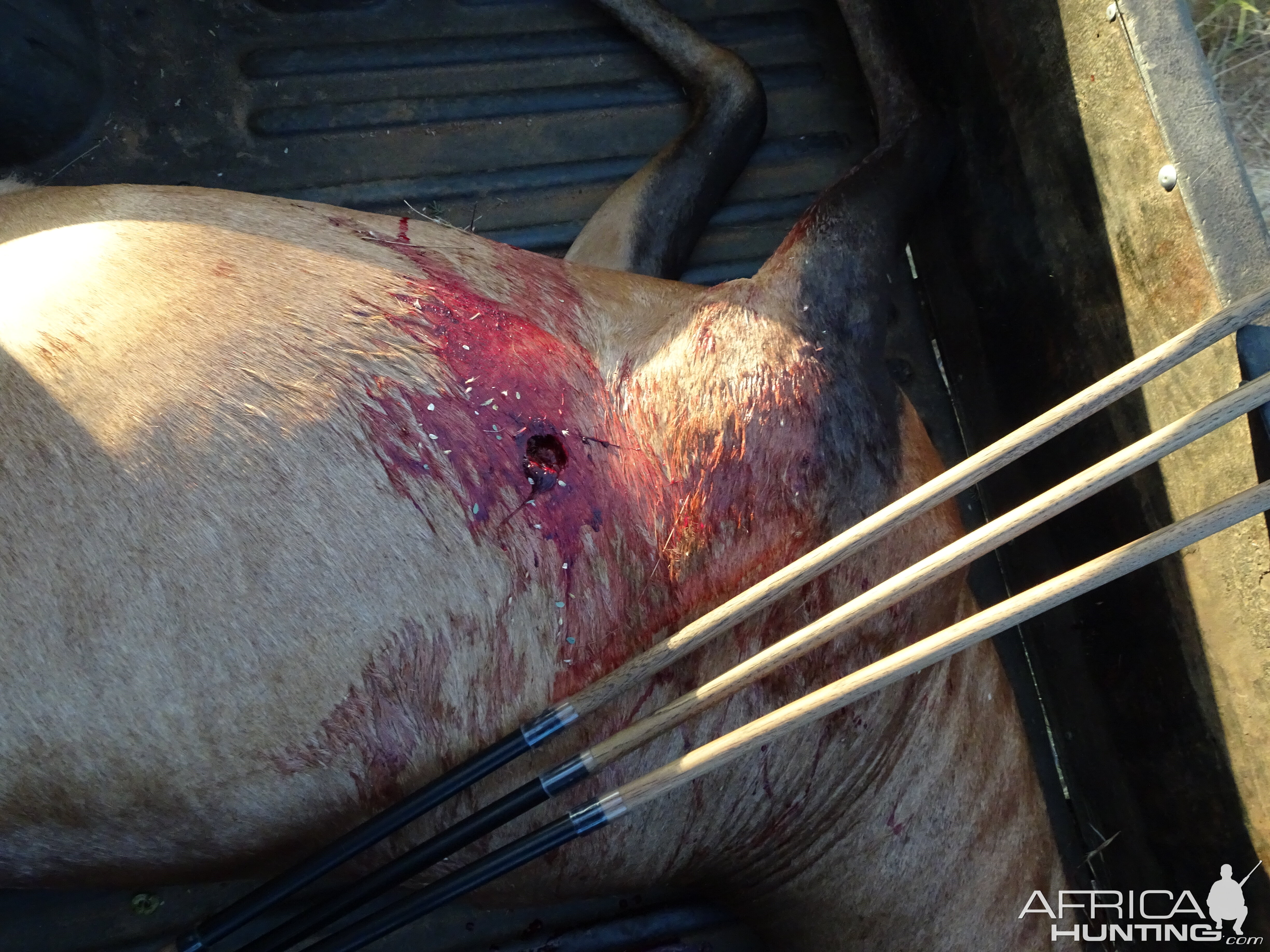 Entry wound from a 160 Accubond on a Hartebeest