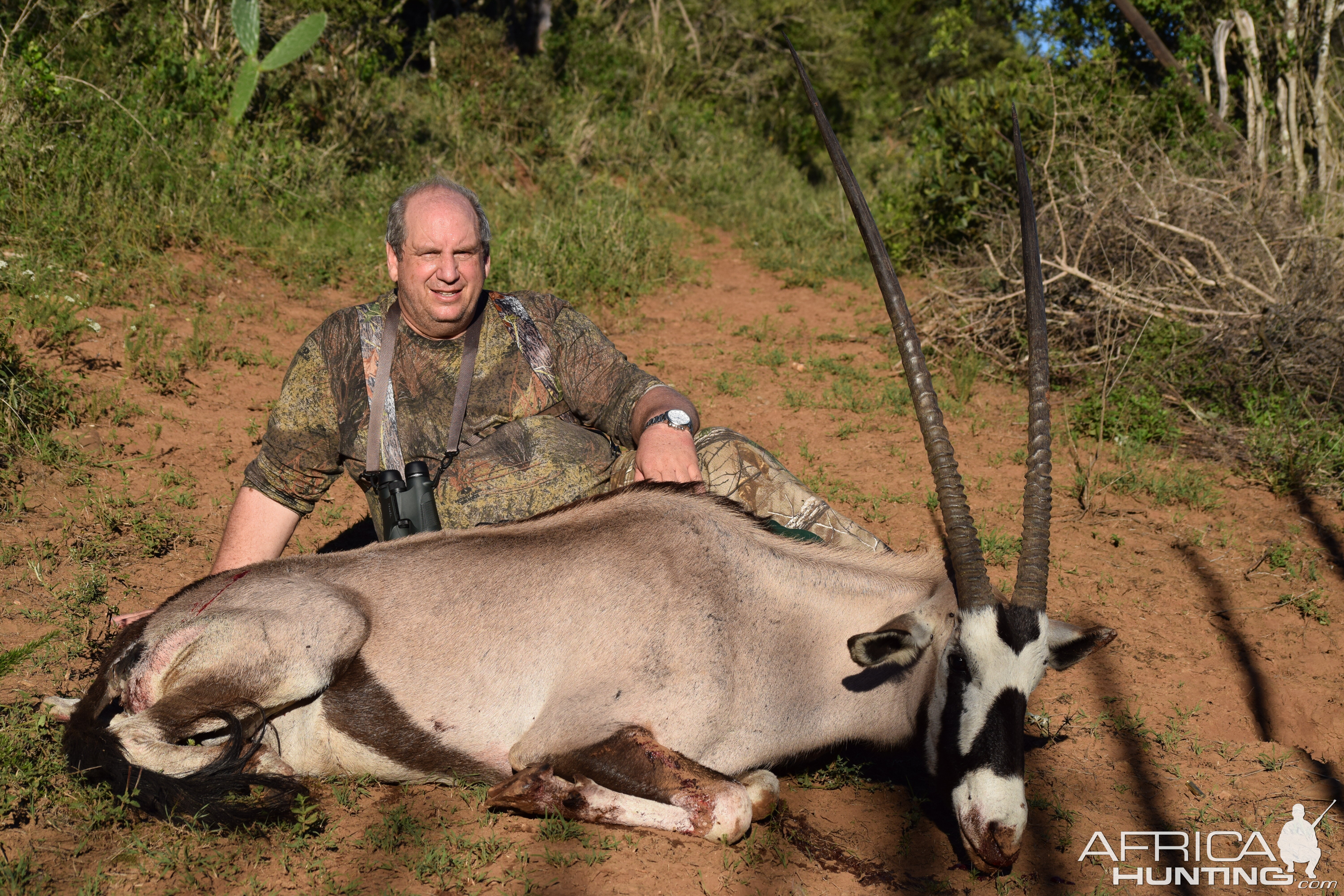 Gemsbok