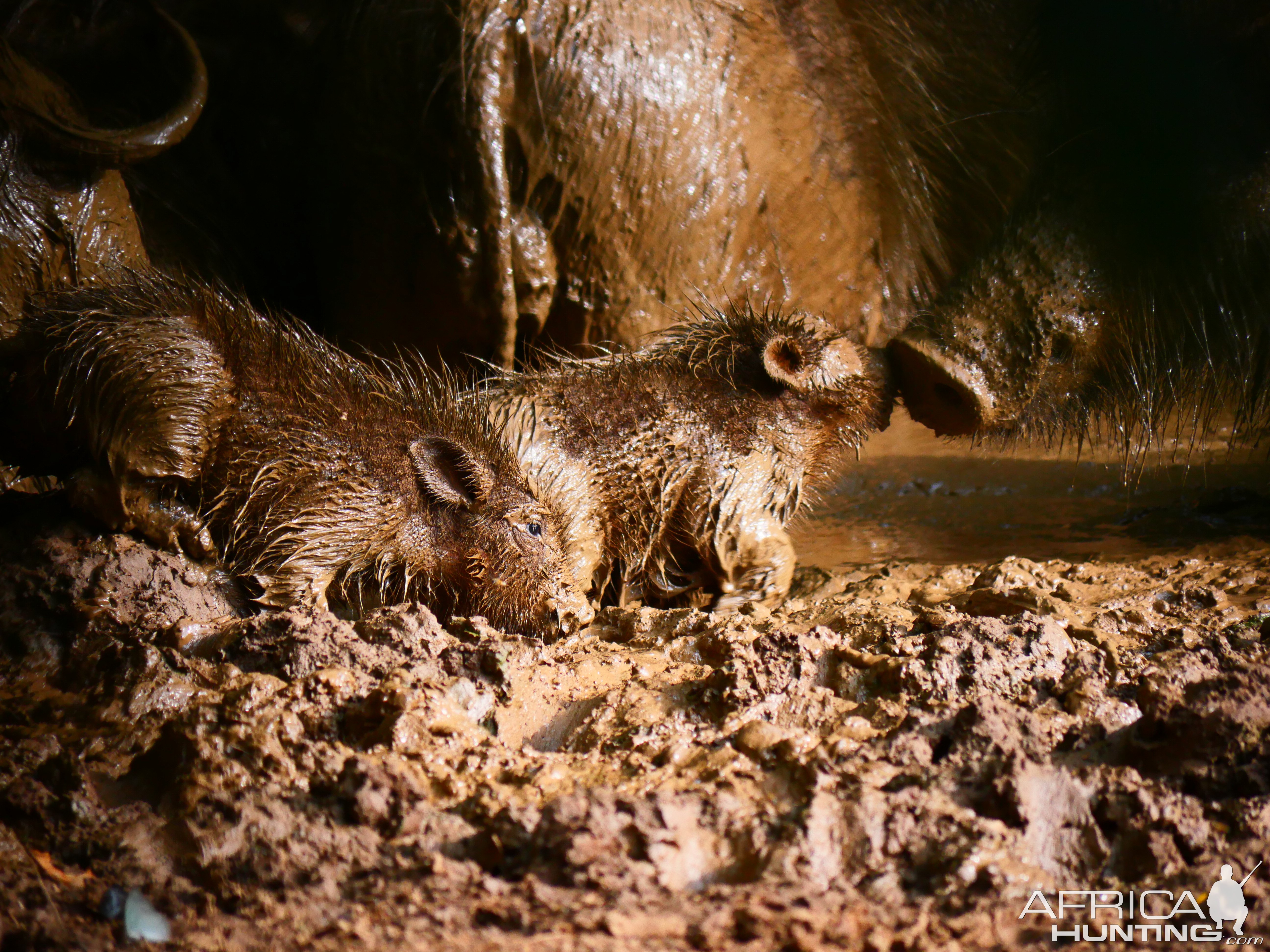 Giant Forest Hog In Central African Republic C.A.R