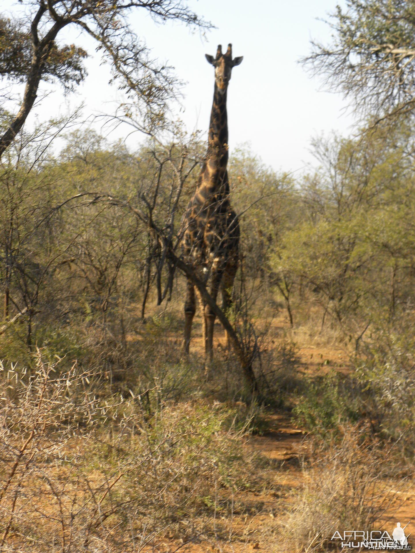 Giraffe Looking Down on Me While Stalking Gemsbuck