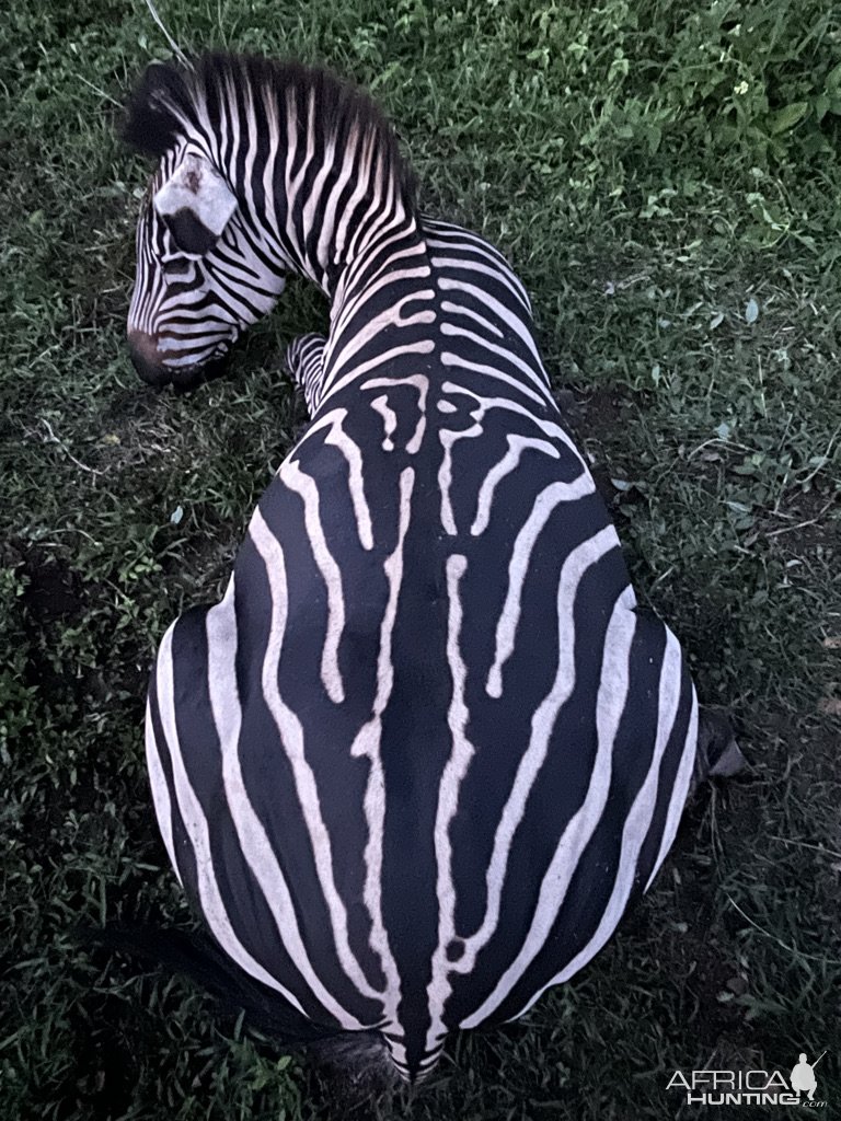 Grant's Zebra Hunt Uganda